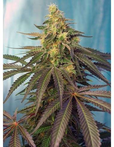 SWEET SEEDS - Cream Caramel CBD - 1