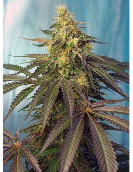 SWEET SEEDS - Cream Caramel CBD - 1