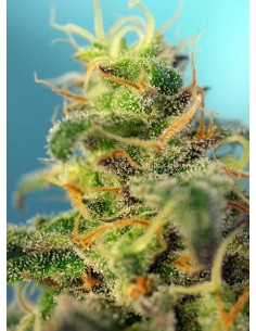 SWEET SEEDS - Cream Caramel CBD - 1 2