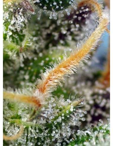 SWEET SEEDS - Cream Caramel CBD - 3