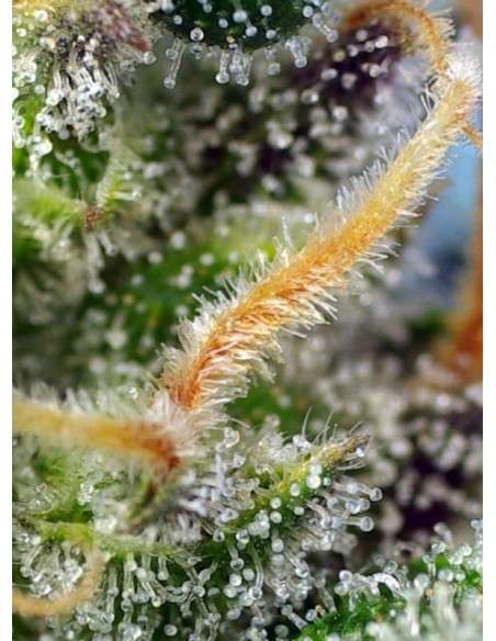 SWEET SEEDS - Cream Caramel CBD - 3