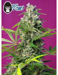 SWEET SEEDS - Gorilla Girl - 1