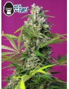 SWEET SEEDS - Gorilla Girl - 1