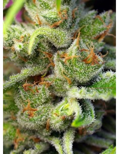 SWEET SEEDS - Gorilla Girl - 1 2