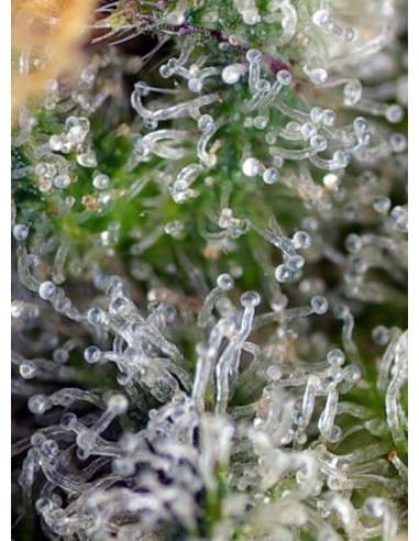 SWEET SEEDS - Gorilla Girl - 3