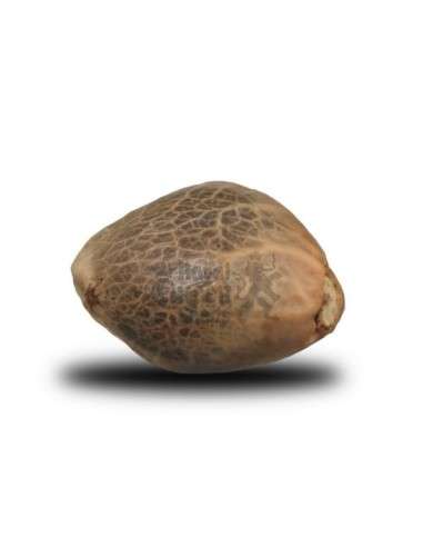 ROYAL QUEEN SEEDS - Royal Bluematic Automatic - 2