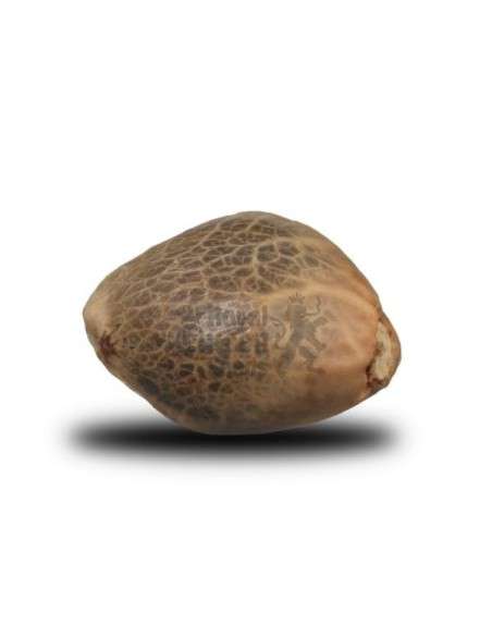 ROYAL QUEEN SEEDS - Royal Bluematic Automatic - 2