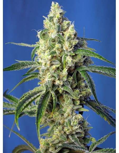 SWEET SEEDS - Green Poison CBD - 1