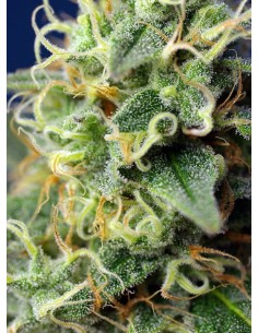 SWEET SEEDS - Green Poison CBD - 1 2