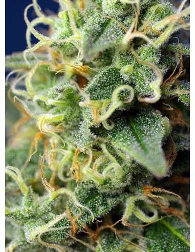 SWEET SEEDS - Green Poison CBD - 2