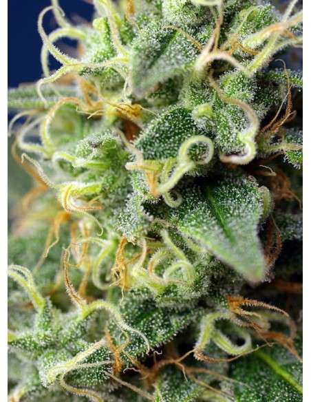 SWEET SEEDS - Green Poison CBD - 2