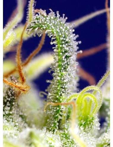 SWEET SEEDS - Green Poison CBD - 3