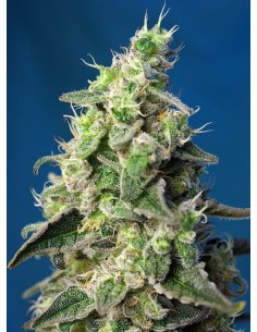 SWEET SEEDS - Green Poison XL Auto - 1