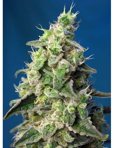 SWEET SEEDS - Green Poison XL Auto - 1