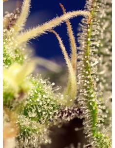 SWEET SEEDS - Green Poison XL Auto - 1 2
