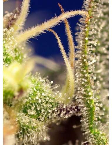 SWEET SEEDS - Green Poison XL Auto - 2