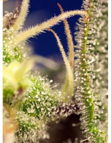 SWEET SEEDS - Green Poison XL Auto - 2