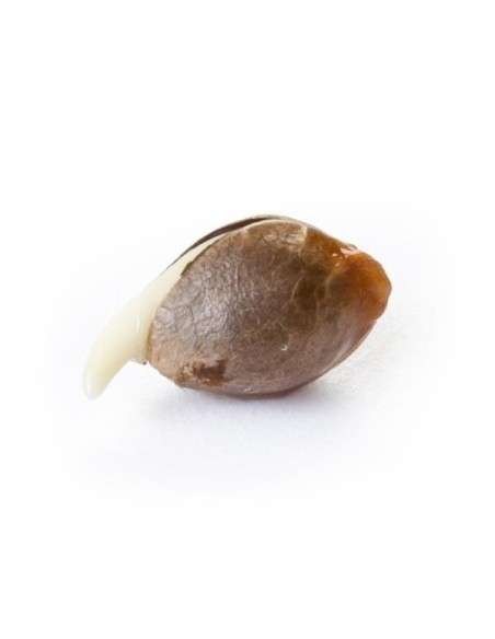 ROYAL QUEEN SEEDS - Royal Bluematic Automatic - 3