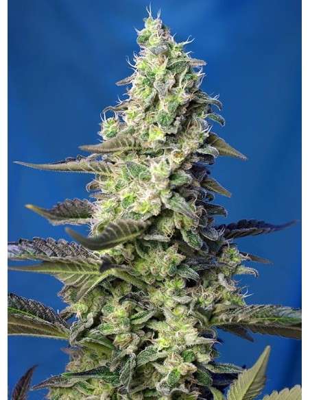 SWEET SEEDS - Green Poison XL Auto - 7