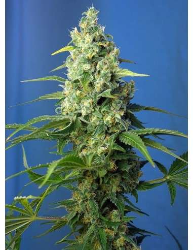 SWEET SEEDS - Honey Peach Auto CBD - 1