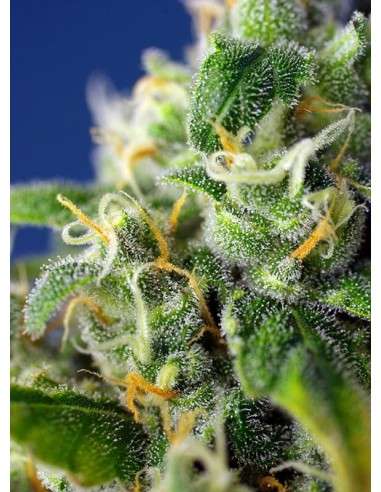 SWEET SEEDS - Honey Peach Auto CBD - 2