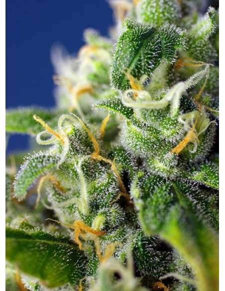 SWEET SEEDS - Honey Peach Auto CBD - 2