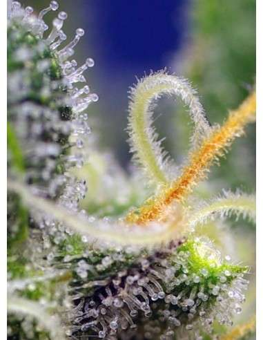 SWEET SEEDS - Honey Peach Auto CBD - 3