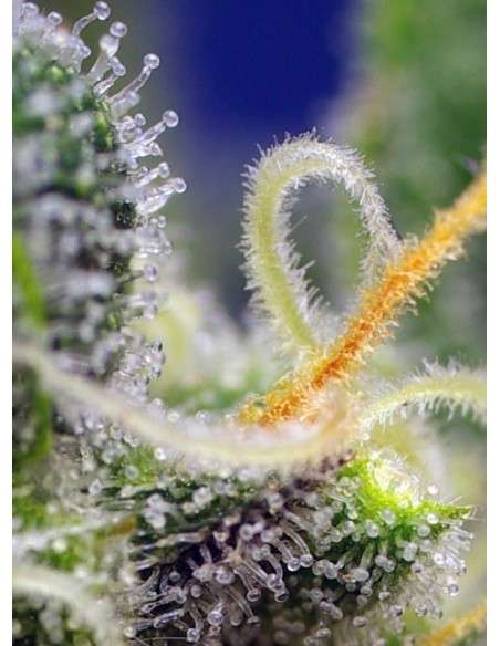 SWEET SEEDS - Honey Peach Auto CBD - 3