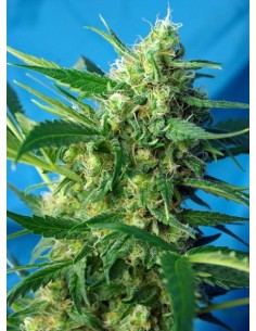 SWEET SEEDS - NYC Diesel Auto (daw. Ice Cool) - 1