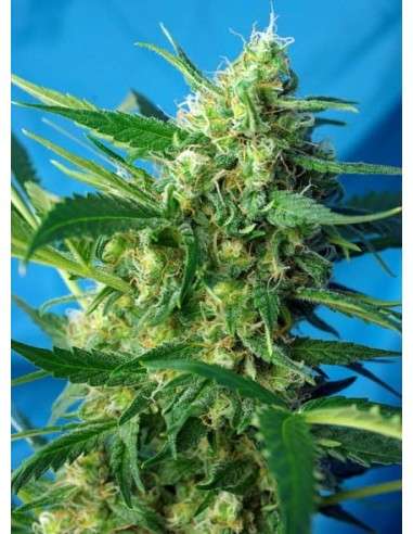 SWEET SEEDS - NYC Diesel Auto (daw. Ice Cool) - 1