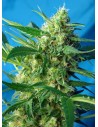 SWEET SEEDS - NYC Diesel Auto (daw. Ice Cool) - 1