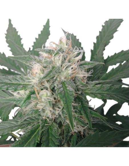 ROYAL QUEEN SEEDS - Royal Bluematic Automatic - 4