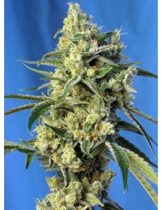 SWEET SEEDS - Sweet Amnesia Haze - 1