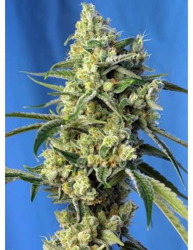 SWEET SEEDS - Sweet Amnesia Haze - 1