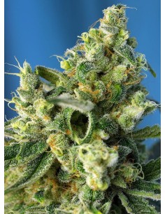SWEET SEEDS - Sweet Amnesia Haze - 1 2