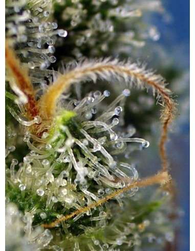 SWEET SEEDS - Sweet Amnesia Haze - 3