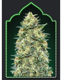 00 SEED BANK - Auto White Widow - 1