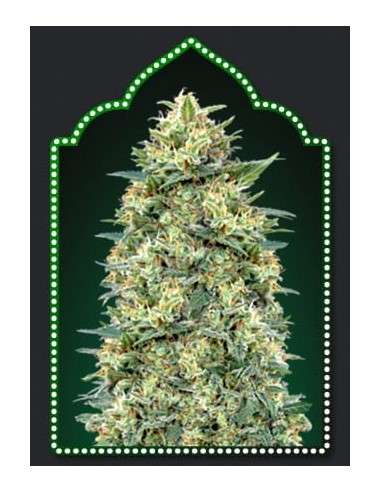 00 SEED BANK - Auto White Widow - 1