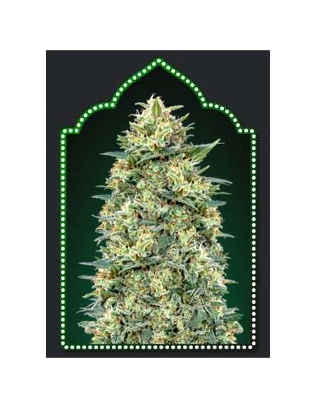 00 SEED BANK - Auto White Widow - 1
