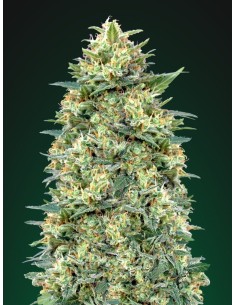 00 SEED BANK - Auto White Widow - 1 2
