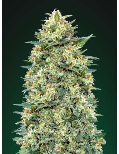 00 SEED BANK - Auto White Widow - 2