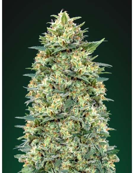 00 SEED BANK - Auto White Widow - 2