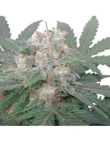 ROYAL QUEEN SEEDS - Royal Bluematic Automatic - 5