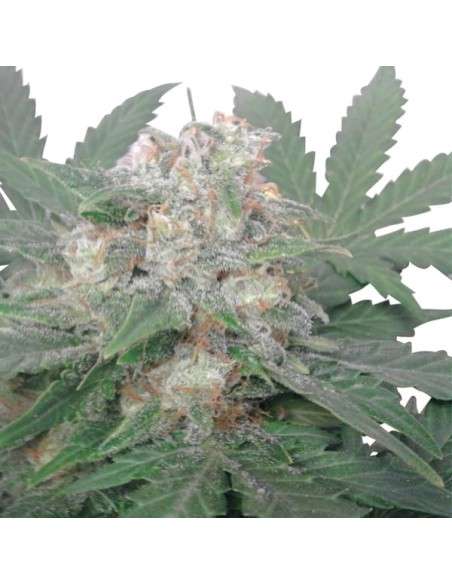 ROYAL QUEEN SEEDS - Royal Bluematic Automatic - 5