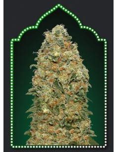 00 SEED BANK - White Widow - 1