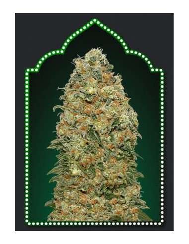 00 SEED BANK - White Widow - 1