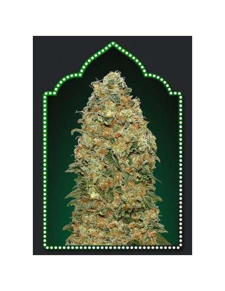 00 SEED BANK - White Widow - 1