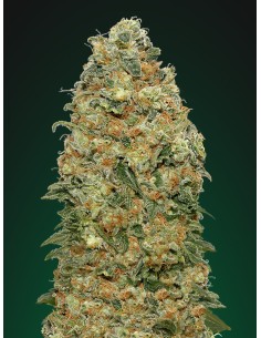 00 SEED BANK - White Widow - 1 2