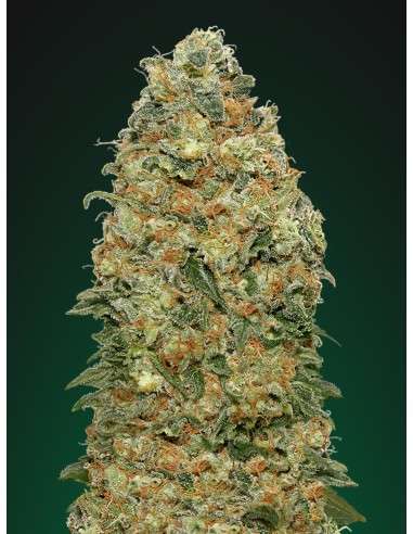 00 SEED BANK - White Widow - 2