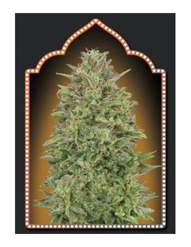 00 SEEDS BANK - 00 Skunk - 1